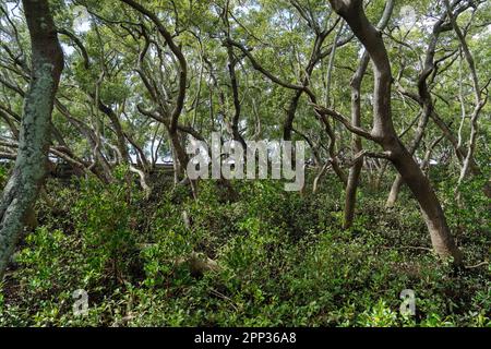 Blick auf den Mangrovenwald vom Wynnum North Mangrove Boardwalk, Brisbane Australien Stockfoto