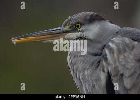 Profilporträt eines juvenilen Graureiherons (Ardea cinerea). Kanagawa, Japan. Stockfoto