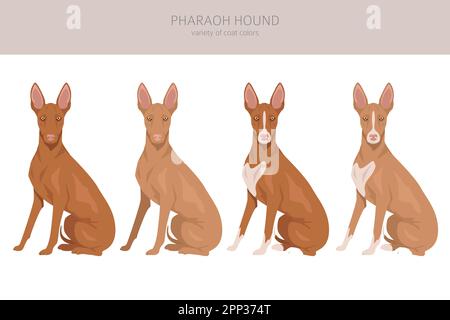 Pharaoh-Hund Clipart. Verschiedene Posen, Fellfarben eingestellt. Vektorgrafik Stock Vektor