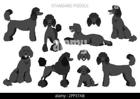 Standard Pudel Cliparts. Verschiedene Posen, Fellfarben eingestellt. Vektorgrafik Stock Vektor