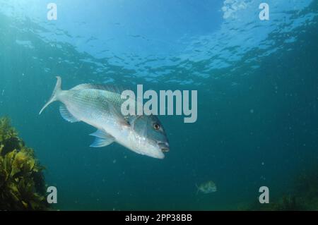 Großer australasischer Schnapper mit offenem Mund und aufgebauten Flossen-Wirbelsäulen. Aufenthaltsort: Leigh Neuseeland Stockfoto