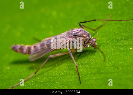 Eine nicht beißende Midge ruht auf einem Blatt. Raleigh, North Carolina. Stockfoto