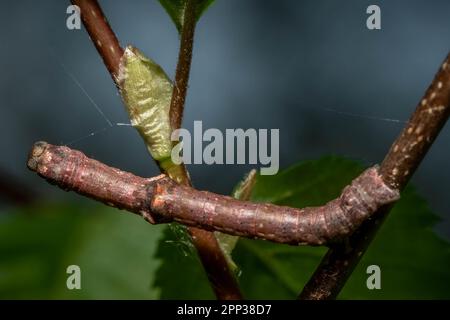 Eine Raupe von Geometer Moth ahmt einen Zweig nach, was es für Raubtiere besonders schwierig macht, ihn zu erkennen. Raleigh, North Carolina. Stockfoto