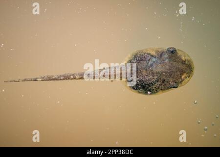 Draufsicht der Kaulquappen- oder Larvenform eines Frühlingspeeper-Frosches im stagnierenden Wasser. Raleigh, North Carolina Stockfoto