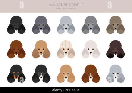 Miniatur-Pudel-Cliparts. Verschiedene Posen, Fellfarben eingestellt. Vektorgrafik Stock Vektor