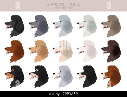 Standard Pudel Cliparts. Verschiedene Posen, Fellfarben eingestellt. Vektorgrafik Stock Vektor