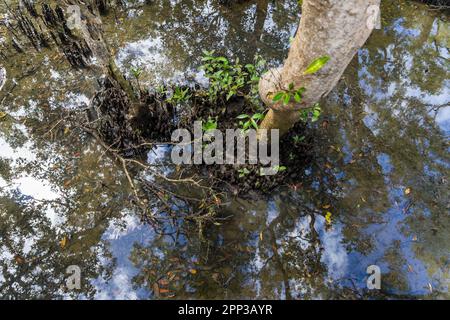 Blauer Himmel und Baumkronen spiegeln sich in einem Wasserbecken in den Mangroven-Feuchtgebieten von Wynnum, Queensland, Australien, wider. Stockfoto