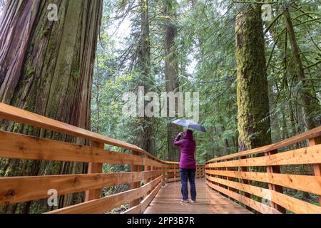 Eine Seniorin hält während einer Wanderung auf einer Promenade in Cathedral Grove auf Vancouver Island, Kanada, an Stockfoto