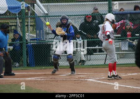 SLU Softball vs. Northern Illinois (Huskies) & Bradley (Braves) at St. Louis Universität. Stockfoto