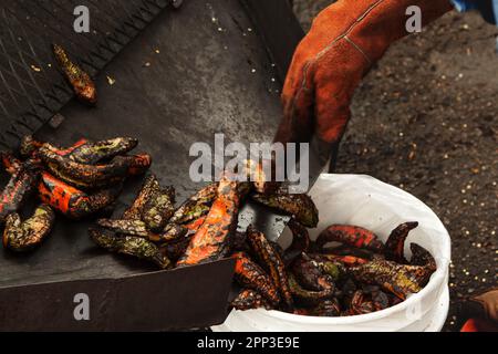 Frisch geröstete Hatch Chilis werden vom Braten in einen Eimer gebracht, um sie einem Kunden in New Mexico zu verkaufen. Stockfoto