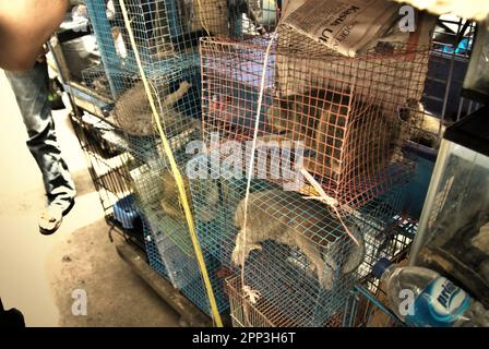 Ein Tierverkäufer am Straßenrand in der Nähe eines Tiermarkts, der auch Wildtiere und geschützte Arten, einschließlich Slow Loris (abgebildet), in Jatinegara, East Jakarta, Jakarta, Indonesien, verkauft. Trotz seines Schutzes leidet der langsame Loris unter dem Handel mit Wildtieren. Die nächtliche Primatenart wird als Haustier behandelt, hat jedoch keine Merkmale, um in anthropogenen Umgebungen zu überleben. Darüber hinaus ist die Spezies in sozialen Medien sehr beliebt. Stockfoto