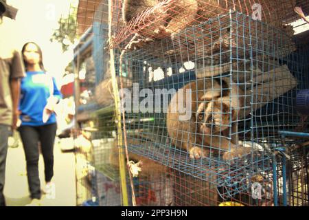 Ein Tierverkäufer am Straßenrand in der Nähe eines Tiermarkts, der auch Wildtiere und geschützte Arten, einschließlich Slow Loris (abgebildet), in Jatinegara, East Jakarta, Jakarta, Indonesien, verkauft. Trotz seines Schutzes leidet der langsame Loris unter dem Handel mit Wildtieren. Die nächtliche Primatenart wird als Haustier behandelt, hat jedoch keine Merkmale, um in anthropogenen Umgebungen zu überleben. Darüber hinaus ist die Spezies in sozialen Medien sehr beliebt. Stockfoto