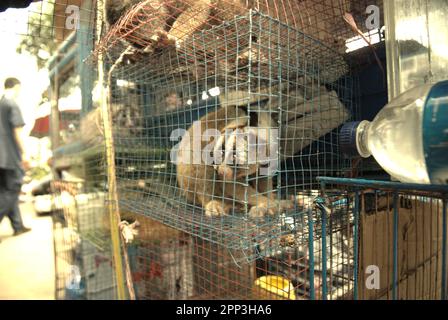 Ein Tierverkäufer am Straßenrand in der Nähe eines Tiermarkts, der auch Wildtiere und geschützte Arten, einschließlich Slow Loris (abgebildet), in Jatinegara, East Jakarta, Jakarta, Indonesien, verkauft. Trotz seines Schutzes leidet der langsame Loris unter dem Handel mit Wildtieren. Die nächtliche Primatenart wird als Haustier behandelt, hat jedoch keine Merkmale, um in anthropogenen Umgebungen zu überleben. Darüber hinaus ist die Spezies in sozialen Medien sehr beliebt. Stockfoto