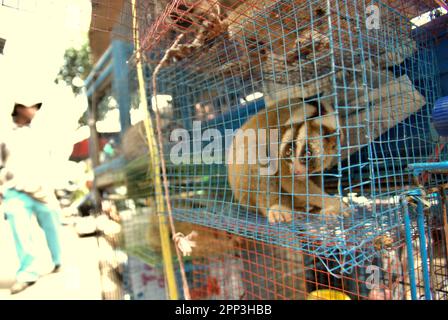 Ein Tierverkäufer am Straßenrand in der Nähe eines Tiermarkts, der auch Wildtiere und geschützte Arten, einschließlich Slow Loris (abgebildet), in Jatinegara, East Jakarta, Jakarta, Indonesien, verkauft. Trotz seines Schutzes leidet der langsame Loris unter dem Handel mit Wildtieren. Die nächtliche Primatenart wird als Haustier behandelt, hat jedoch keine Merkmale, um in anthropogenen Umgebungen zu überleben. Darüber hinaus ist die Spezies in sozialen Medien sehr beliebt. Stockfoto