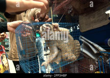 Ein Tierverkäufer am Straßenrand in der Nähe eines Tiermarkts, der auch Wildtiere und geschützte Arten, einschließlich Slow Loris (abgebildet), in Jatinegara, East Jakarta, Jakarta, Indonesien, verkauft. Trotz seines Schutzes leidet der langsame Loris unter dem Handel mit Wildtieren. Die nächtliche Primatenart wird als Haustier behandelt, hat jedoch keine Merkmale, um in anthropogenen Umgebungen zu überleben. Darüber hinaus ist die Spezies in sozialen Medien sehr beliebt. Stockfoto