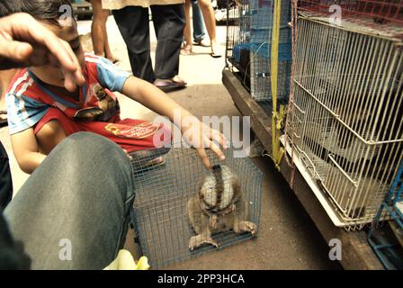 Ein Tierverkäufer am Straßenrand in der Nähe eines Tiermarkts, der auch Wildtiere und geschützte Arten, einschließlich Slow Loris (abgebildet), in Jatinegara, East Jakarta, Jakarta, Indonesien, verkauft. Trotz seines Schutzes leidet der langsame Loris unter dem Handel mit Wildtieren. Die nächtliche Primatenart wird als Haustier behandelt, hat jedoch keine Merkmale, um in anthropogenen Umgebungen zu überleben. Darüber hinaus ist die Spezies in sozialen Medien sehr beliebt. Stockfoto