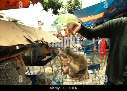 Ein Tierverkäufer am Straßenrand in der Nähe eines Tiermarkts, der auch Wildtiere und geschützte Arten, einschließlich Slow Loris (abgebildet), in Jatinegara, East Jakarta, Jakarta, Indonesien, verkauft. Trotz seines Schutzes leidet der langsame Loris unter dem Handel mit Wildtieren. Die nächtliche Primatenart wird als Haustier behandelt, hat jedoch keine Merkmale, um in anthropogenen Umgebungen zu überleben. Darüber hinaus ist die Spezies in sozialen Medien sehr beliebt. Stockfoto