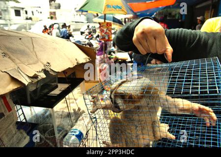 Ein Tierverkäufer am Straßenrand in der Nähe eines Tiermarkts, der auch Wildtiere und geschützte Arten, einschließlich Slow Loris (abgebildet), in Jatinegara, East Jakarta, Jakarta, Indonesien, verkauft. Trotz seines Schutzes leidet der langsame Loris unter dem Handel mit Wildtieren. Die nächtliche Primatenart wird als Haustier behandelt, hat jedoch keine Merkmale, um in anthropogenen Umgebungen zu überleben. Darüber hinaus ist die Spezies in sozialen Medien sehr beliebt. Stockfoto