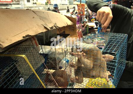 Ein Tierverkäufer am Straßenrand in der Nähe eines Tiermarkts, der auch Wildtiere und geschützte Arten, einschließlich Slow Loris (abgebildet), in Jatinegara, East Jakarta, Jakarta, Indonesien, verkauft. Trotz seines Schutzes leidet der langsame Loris unter dem Handel mit Wildtieren. Die nächtliche Primatenart wird als Haustier behandelt, hat jedoch keine Merkmale, um in anthropogenen Umgebungen zu überleben. Darüber hinaus ist die Spezies in sozialen Medien sehr beliebt. Stockfoto