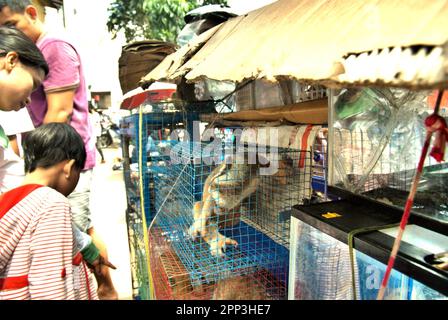 Ein Tierverkäufer am Straßenrand in der Nähe eines Tiermarkts, der auch Wildtiere und geschützte Arten, einschließlich Slow Loris (abgebildet), in Jatinegara, East Jakarta, Jakarta, Indonesien, verkauft. Trotz seines Schutzes leidet der langsame Loris unter dem Handel mit Wildtieren. Die nächtliche Primatenart wird als Haustier behandelt, hat jedoch keine Merkmale, um in anthropogenen Umgebungen zu überleben. Darüber hinaus ist die Spezies in sozialen Medien sehr beliebt. Stockfoto