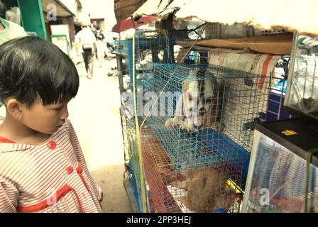 Ein Tierverkäufer am Straßenrand in der Nähe eines Tiermarkts, der auch Wildtiere und geschützte Arten, einschließlich Slow Loris (abgebildet), in Jatinegara, East Jakarta, Jakarta, Indonesien, verkauft. Trotz seines Schutzes leidet der langsame Loris unter dem Handel mit Wildtieren. Die nächtliche Primatenart wird als Haustier behandelt, hat jedoch keine Merkmale, um in anthropogenen Umgebungen zu überleben. Darüber hinaus ist die Spezies in sozialen Medien sehr beliebt. Stockfoto