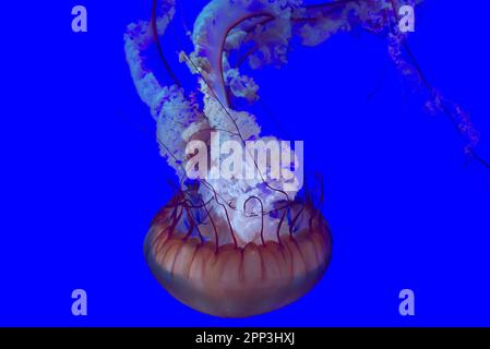 Toronto, ON, Kanada - 18. November 2022: Exotische Quallen im Toronto Ripley's Aquarium of Canada Stockfoto