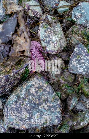 Eine lila Ochre Seastar liegt sicher zwischen bunten Felsen während der Ebbe am Piper's Lagoon Beach auf Vancouver Island. Stockfoto