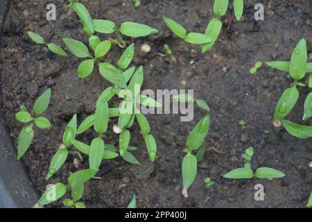 Chilisprossen wachsen in einem Plastiktopf, neu entstandene Chilipflanzen Blick von oben Stockfoto