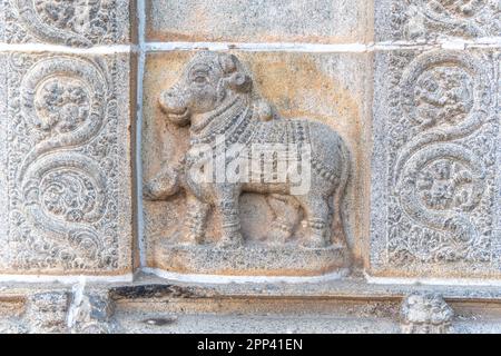 Nandhi, die Skulptur des stiergottes von der Sivan-Tempelmauer in Chidambaram Thillai Natarajar. Skulptur des Shiva-Tempels Stockfoto