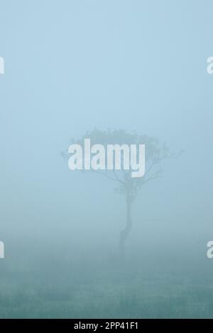 Einsamer Baum in schwerem Nebel am frühen Morgen Stockfoto