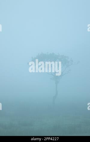 Einsamer Baum in schwerem Nebel am frühen Morgen Stockfoto