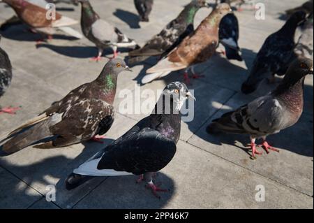 Aus nächster Nähe sehen Sie Felsentauben, Straßen und öffentliche Plätze, die von weggeworfenem Essen und Vogelfutter leben. Tauben. Das Konzept der Liebe, Sorge und Stockfoto