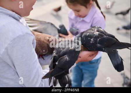 Nahaufnahme von Felsentauben, die auf den Händen niedlicher Kinder im Vorschulalter sitzen, wilde Tauben im Stadtpark während des Familienausflugs füttern. Das Konzept o Stockfoto