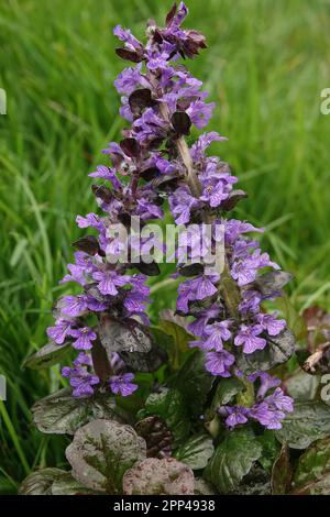 Natürliche, farbenfrohe vertikale Nahaufnahme eines einzelnen Teppichs mit Käfer, Ajuga Repatans, vor einem grünen, grasbedeckten Hintergrund Stockfoto