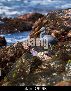 Porträtfoto des Western Reef Heron aus nächster Nähe. Angeln am felsigen Strand am Morgen, Stockfoto