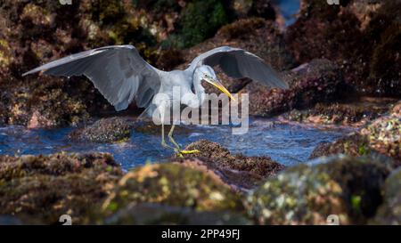 Der westliche Riffreiher springt zwischen die Felsen und zeigt seine Flügelspanne. Stockfoto