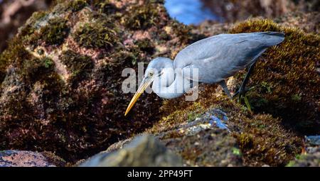 Wunderschöner westlicher Riffreiher, der auf einen Fisch zielt. Morgendliche Futtersuche zwischen den Rifffelsen am Midigama Beach. Stockfoto