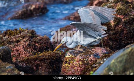 Hungry Western Reef Reiher, der einen Fisch in der Nahaufnahme des Riffs spießt. Stockfoto