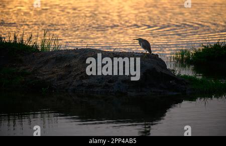 Indianereiher, der allein in der Nähe der Lagune im Bundala-Nationalpark steht, morgendliches goldenes Licht, das auf der Wasseroberfläche reflektiert wird, Stockfoto