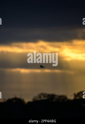 Tern-Vogel-in-Flight-Silhouettenfoto. Sonnenstrahlen durchbrechen dunkle Wolken am Morgen. Stockfoto