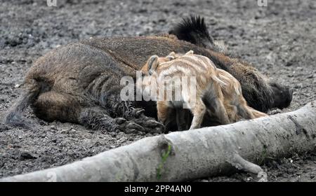 Weibliches Wildschwein liegt auf dem Boden und füttert ihre Babys. Eine Sau und ihre Esel. Stockfoto