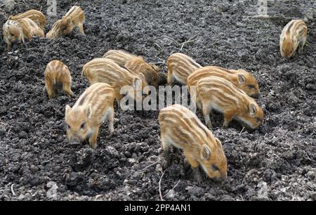 Eine Gruppe von Squeakers. Wildschweinbabys, die ihre Schnauze in den Schlamm werfen Stockfoto