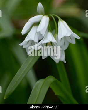 Dreieckiger Lauch, der in einer Hecke wächst - Cornwall, Großbritannien Stockfoto