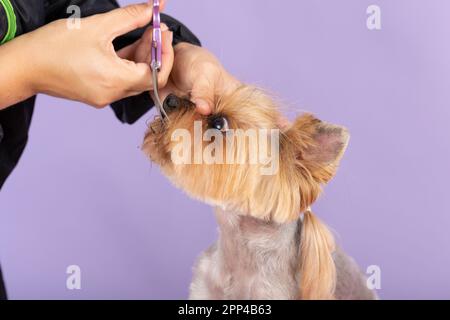 Friseur yorkshire Terrier auf dem Tisch für die Pflege im Schönheitssalon für Hunde. Der Prozess der Endscherung eines Hundehaars mit der Schere. muz Stockfoto