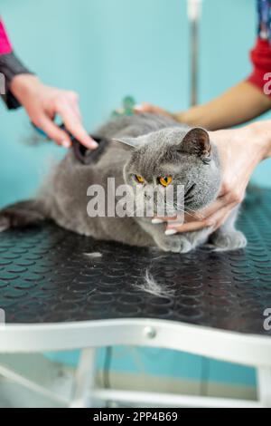 Zwei Groomer halten die Katze liegend, während sie das Fell durchkämmen. Professionelle Tierpflege Stockfoto