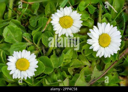 Makroaufnahme einer Gänseblümchen im Gras Stockfoto