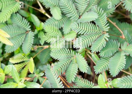 Lojjaboti oder Touch me not plant oder Mimosa pudica ist eine schleichende jährliche oder mehrjährige Blütenpflanze der Erbsen- oder Leguminosen-Familie Fabaceae. Sensitive Pla Stockfoto