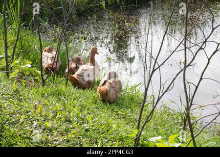 Enten auf Gras am Sommertag, natürlicher Hintergrund. Porträts von Entenfamilie, Big drake und Ente auf grünem Rasen. Geflügel auf Dorffarm. Pflegekonzept Stockfoto