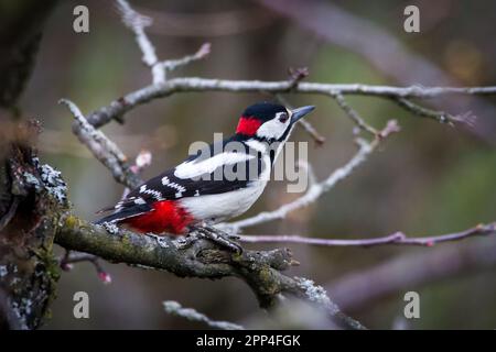 Großer Specht, männlicher Vogel (Dendrocopos Major) Stockfoto