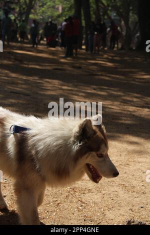 Sibirien Husky in Petpark ohne Besitzerfoto Stockfoto